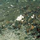 Imagem de Phymorhynchus starmeri Okutani & Ohta 1993