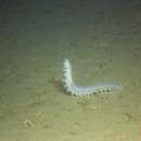 Image of Moseley's sea cucumber