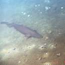 Image of Smallmouth Velvet Dogfish