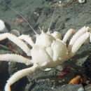 Image of King crab