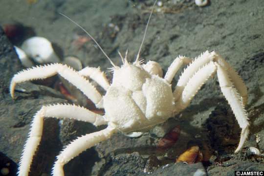 Image of King crab