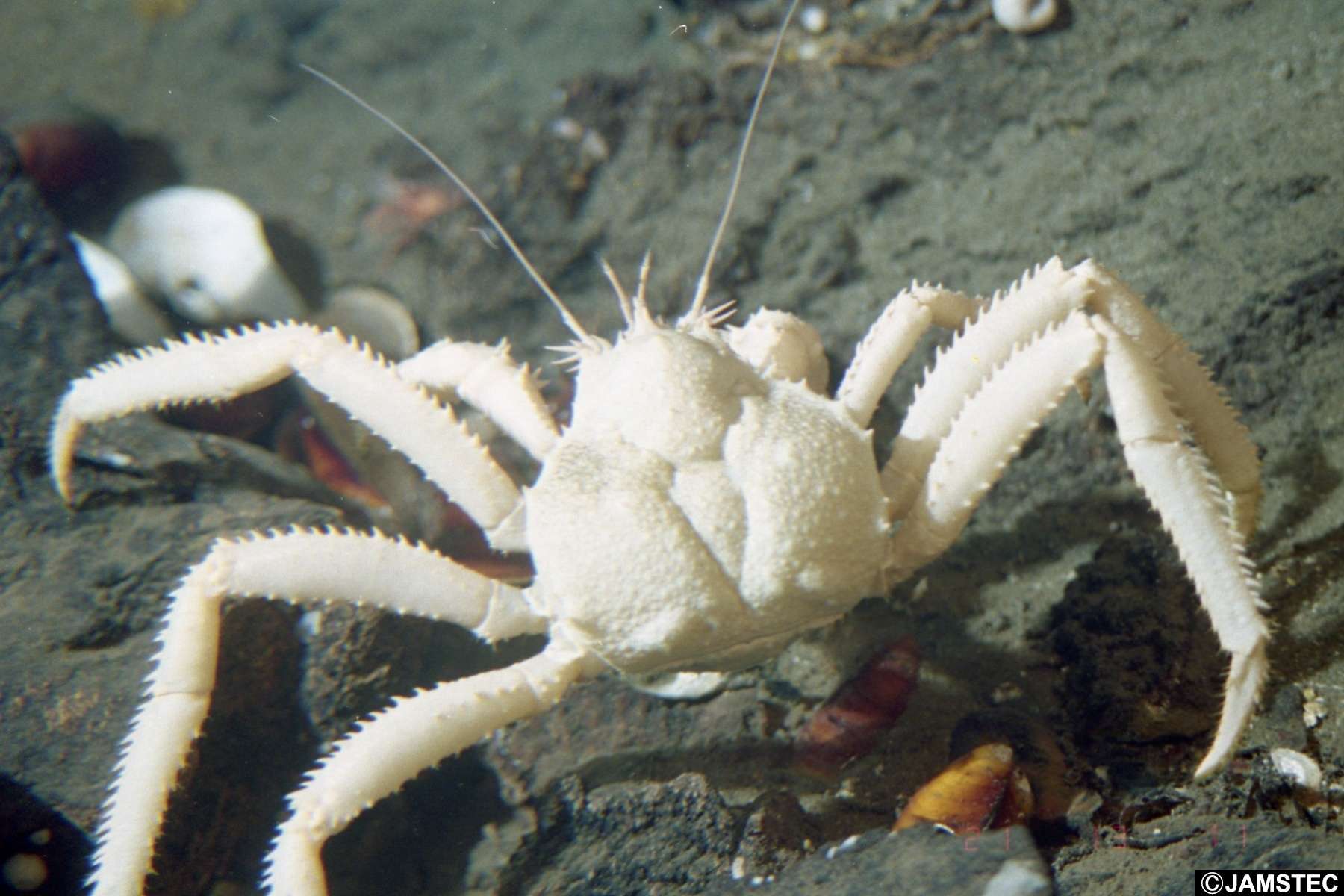 Image de crabe royal de Verrill