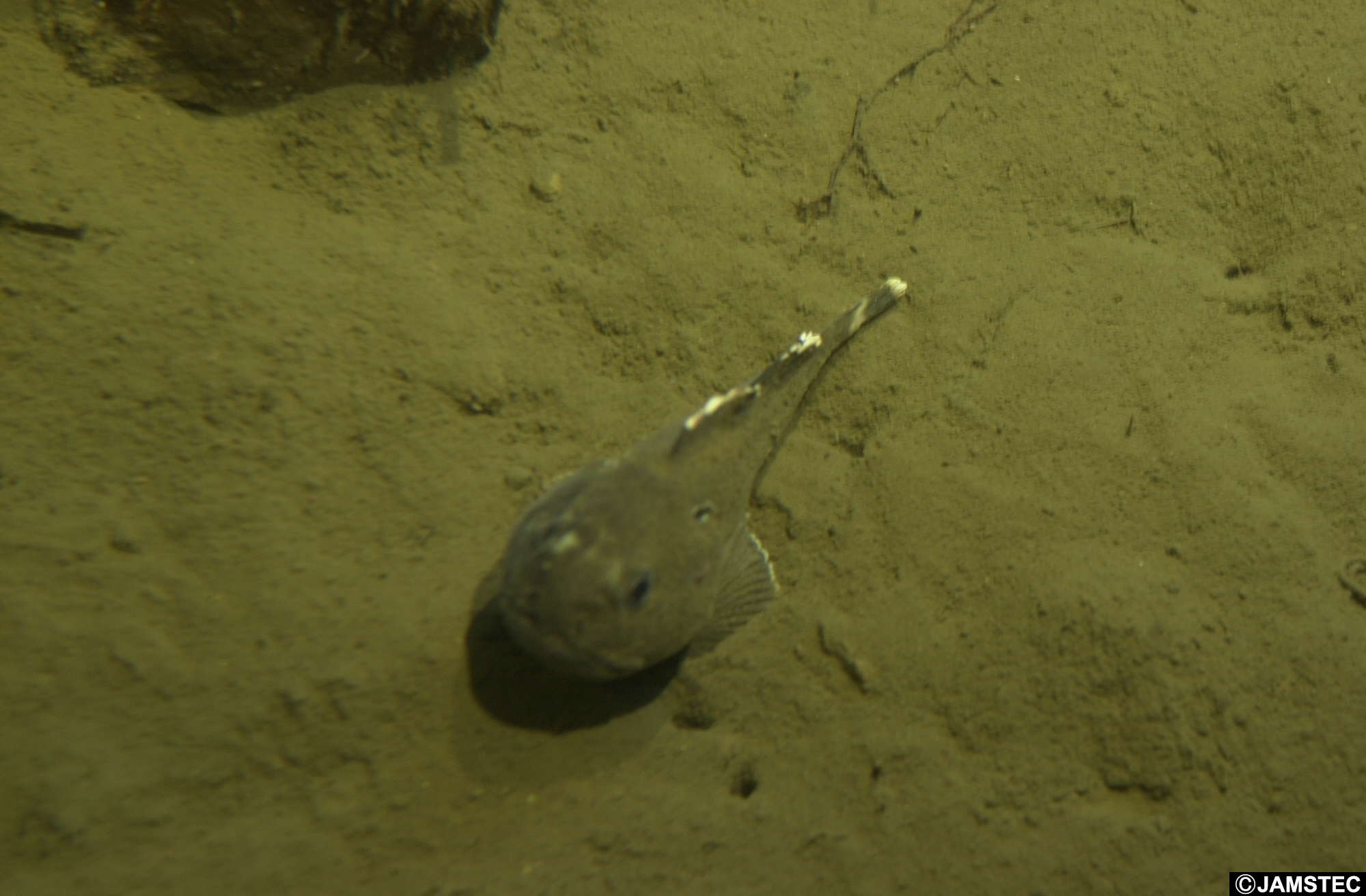 Image of Hunchback sculpin