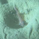 Image of Alaskan pink shrimp