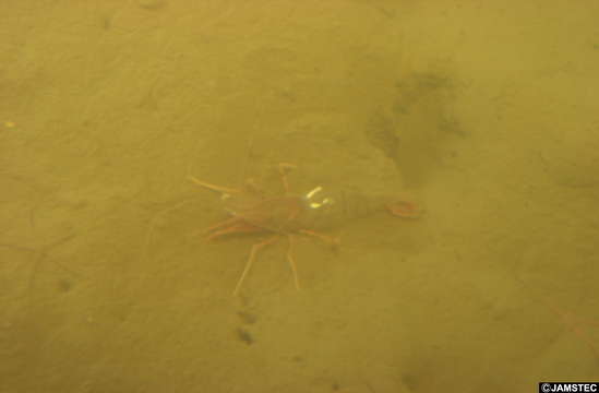 Image of Coonstripe shrimp