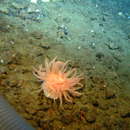 Image of Fernald brooding anemone