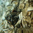 Image of <i>Bathymodiolus securiformis</i> Okutani, Fujikura & Sasaki 2004