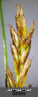 Image of Flat-sedge