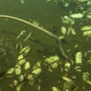 Image of New Guinea worm eel