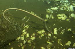 Image of Neenchelys