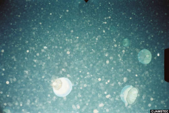 Image of Brown-banded moon jelly