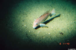 Image of Tilefish