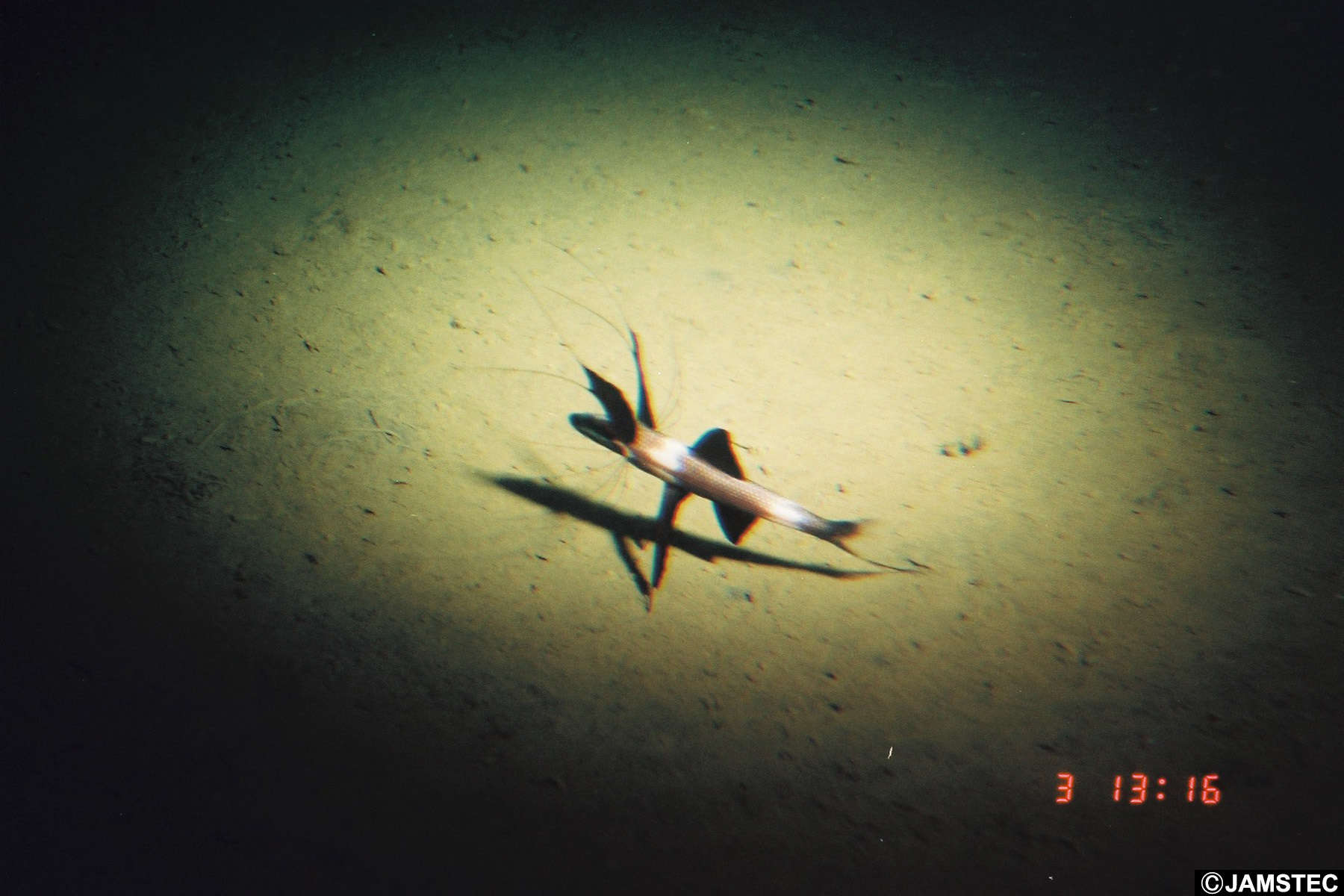 Image of Tribute spiderfish