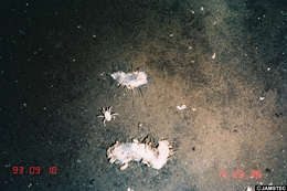 Image of segmented worms