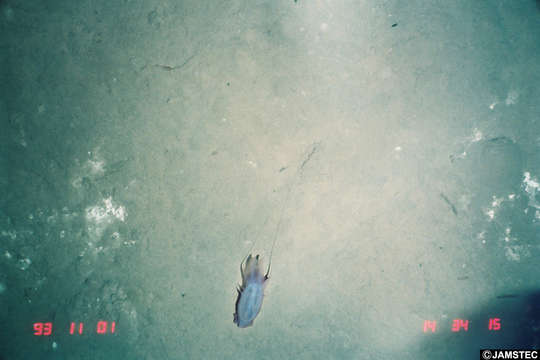 Image of Achlyonice