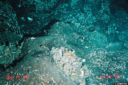 Image of Bathymodiolus thermophilus Kenk & B. R. Wilson 1985