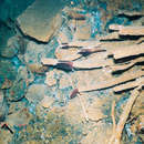 Image of Giant tube worm