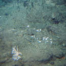 Image of Isorropodon fossajaponicum (Okutani, Fujikura & Kojima 2000)