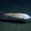 Image of Giant Cusk-eel
