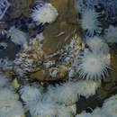 Image of Austinograea rodriguezensis Tsuchida & Hashimoto 2002