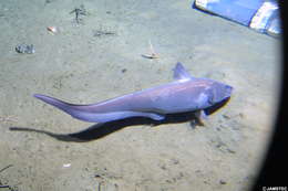 Image of Coryphaenoides