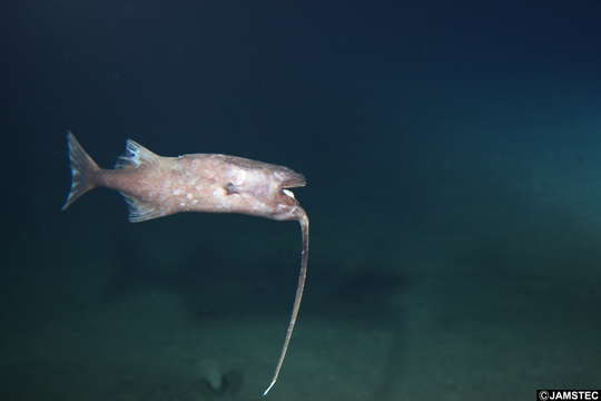 Image of whipnose seadevils