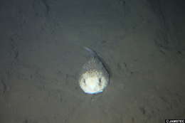 Image of Blob sculpin