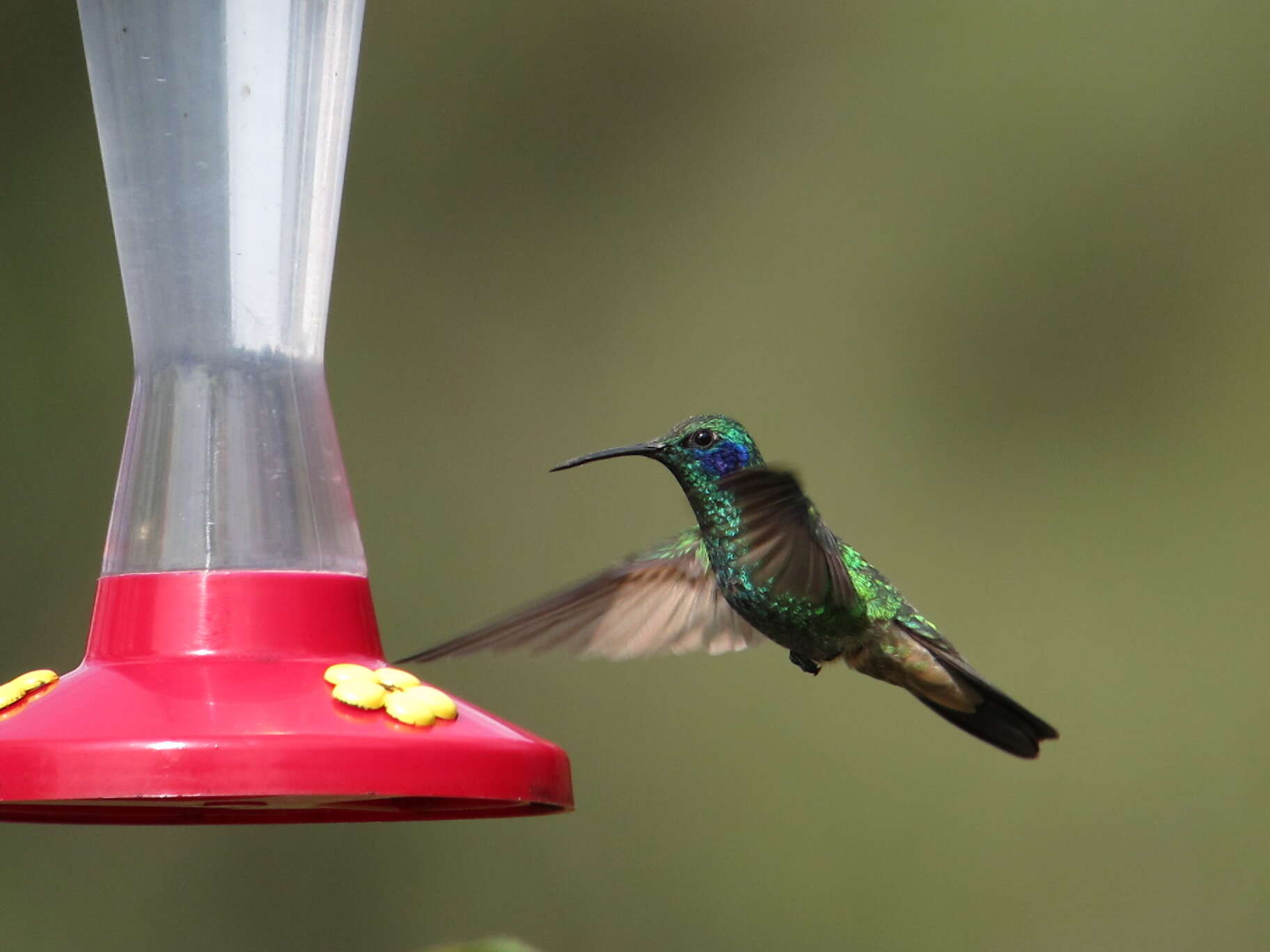 Image of Lesser Violetear