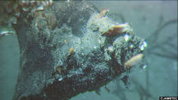Image of mussels