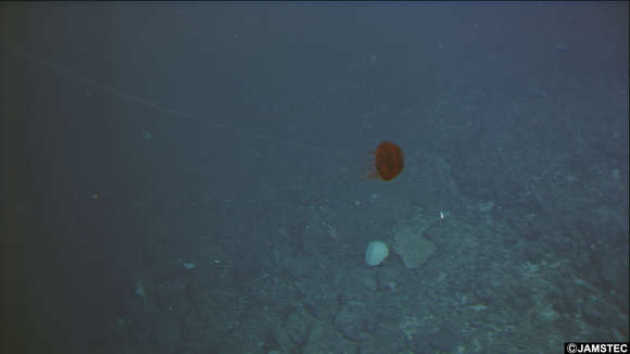 Image of Crown jellyfish