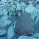 Image of Anglerfish