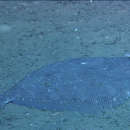Image of Roughscale flounder