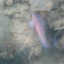 Image of Rough-body snailfish