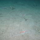 Image of pink prawn