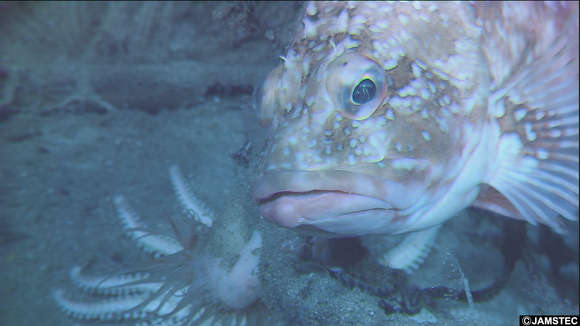 Image of rockfishes