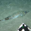 Image of Mangrove Crocodilefish