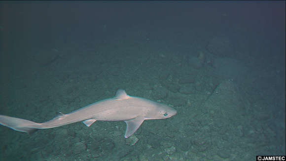 Image of dogfish sharks