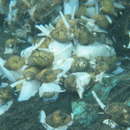 Image of Phymorhynchus buccinoides Okutani, Fujikura & Sasaki 1993