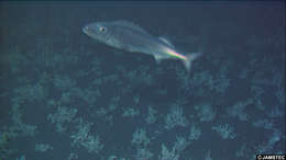 Image of snake mackerels