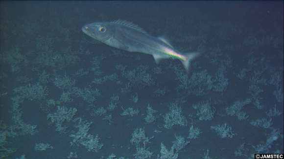 Image of snake mackerels