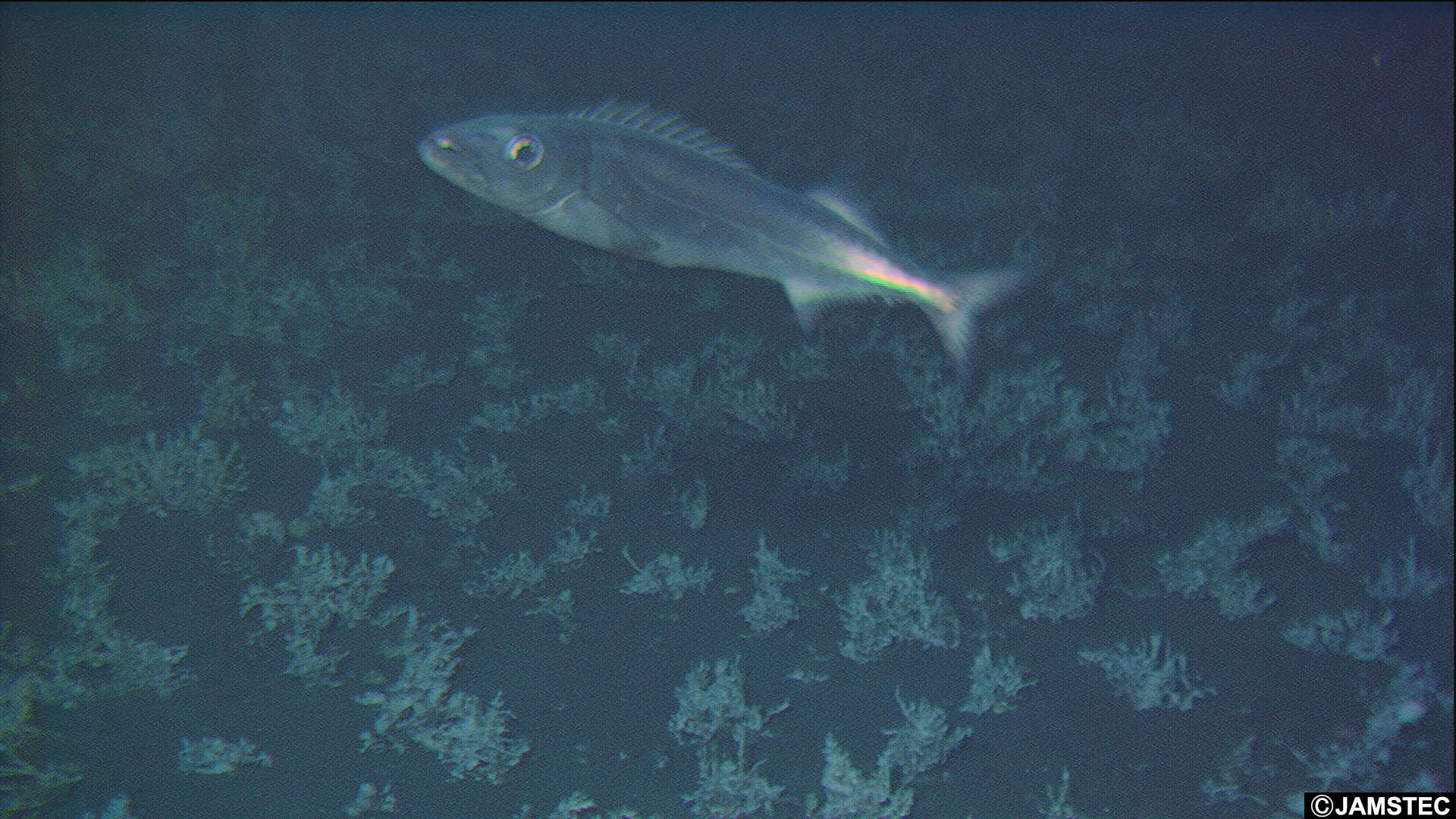 Image of snake mackerels