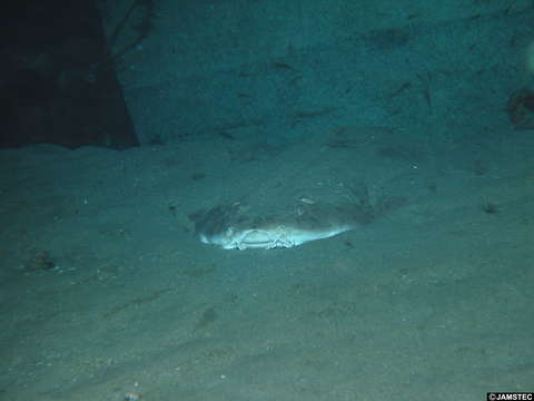 Image of Angel sharks