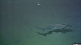 Image of Flathead Catshark