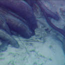 Image of Pug-nosed Eel