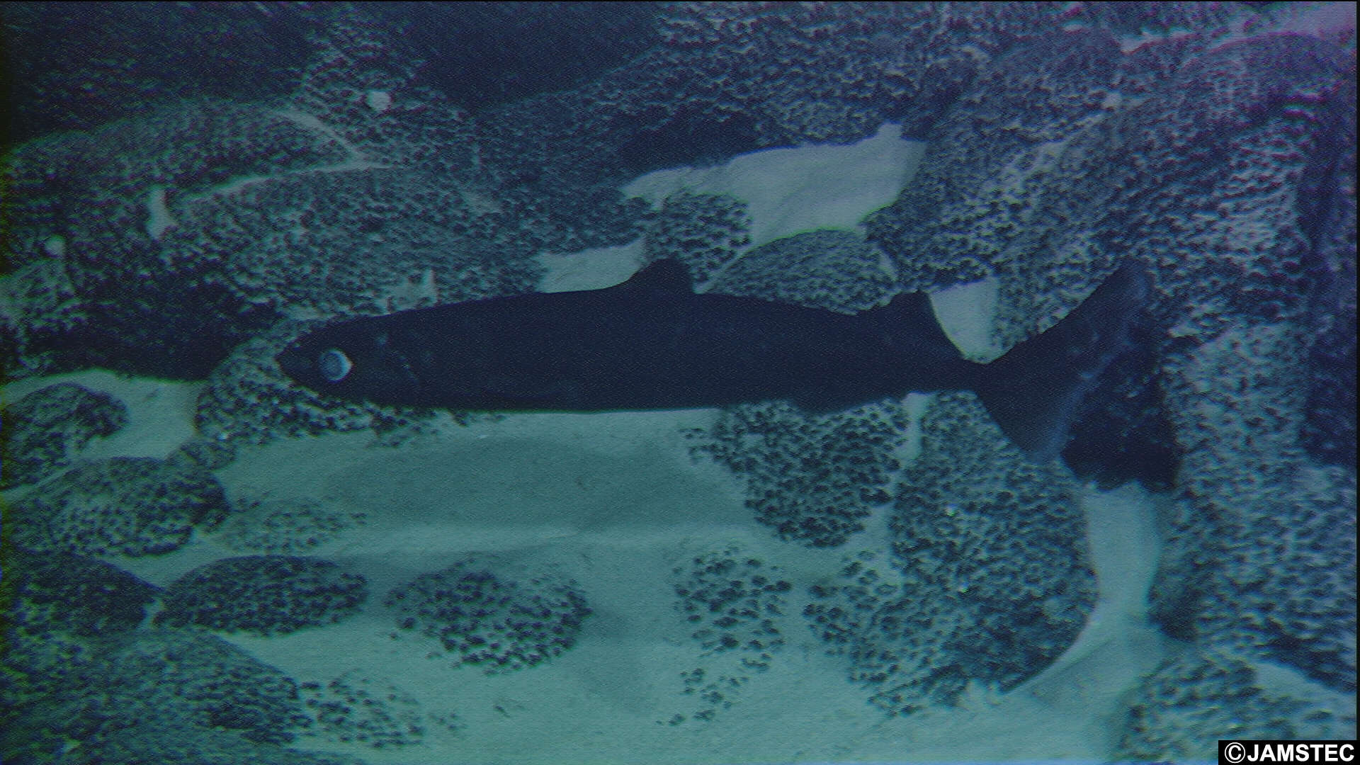 Image of sleeper sharks