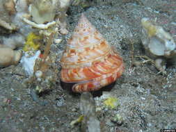 Image of Pleurotomariida