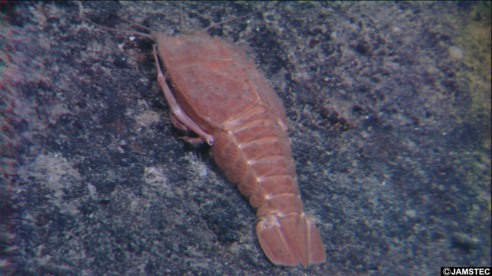 Image of Eryonoidea