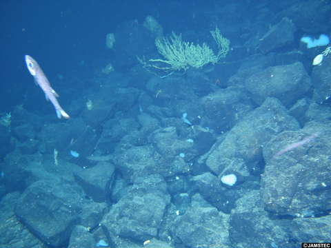 Image of deepwater cardinalfishes