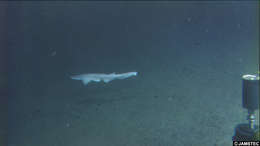 Image of Bigfin Catshark