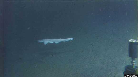 Image of Bigfin Catshark